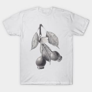 Gumnuts graphite drawing T-Shirt